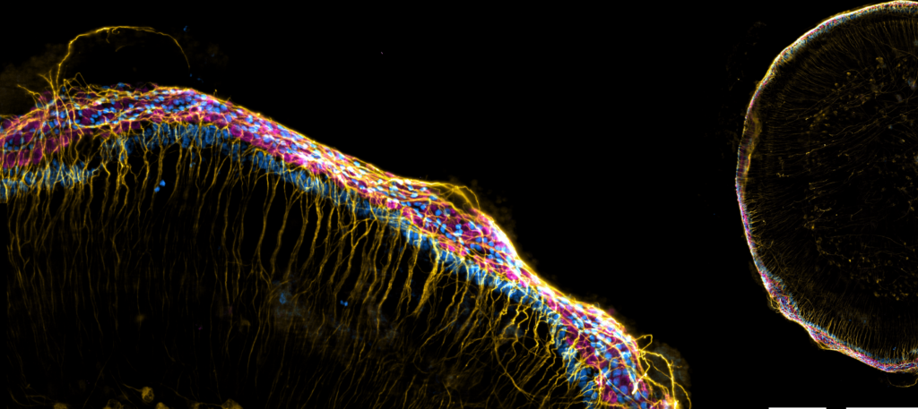 Levende cellen binnenoor muis_Confocal_ROMinwest